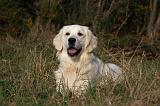 GOLDEN RETRIEVER 846